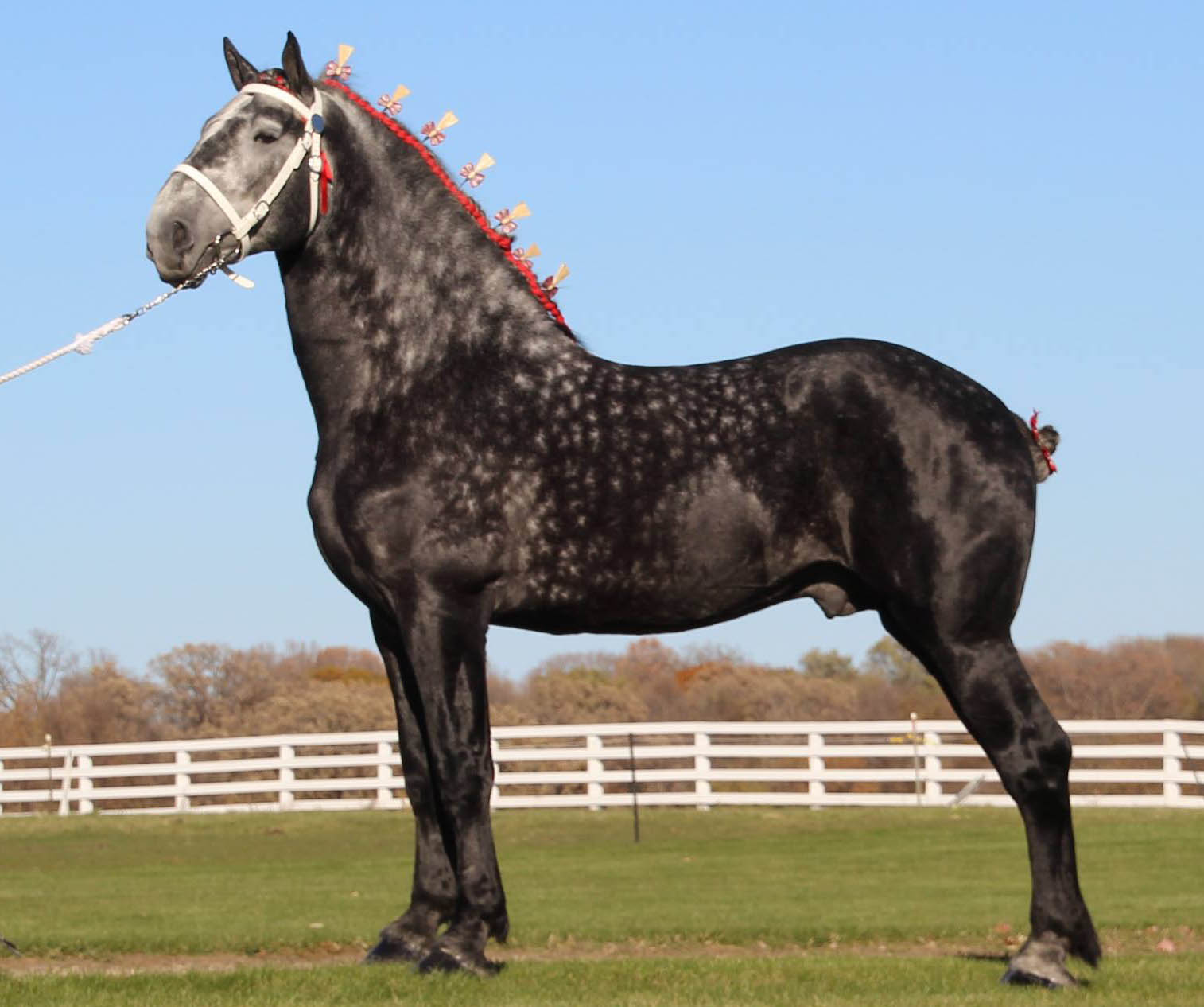 Percheron Stallions